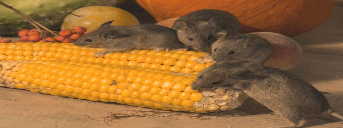 Quelle nourriture pour attraper un rat ? Riedisheim