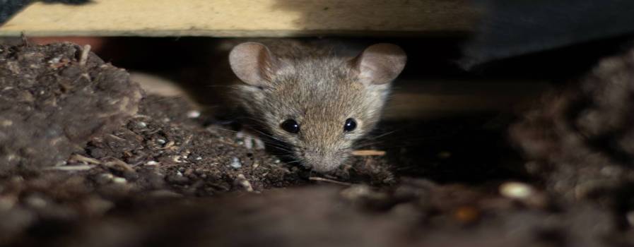 Quel est le meilleur appât pour les souris ? Riedisheim