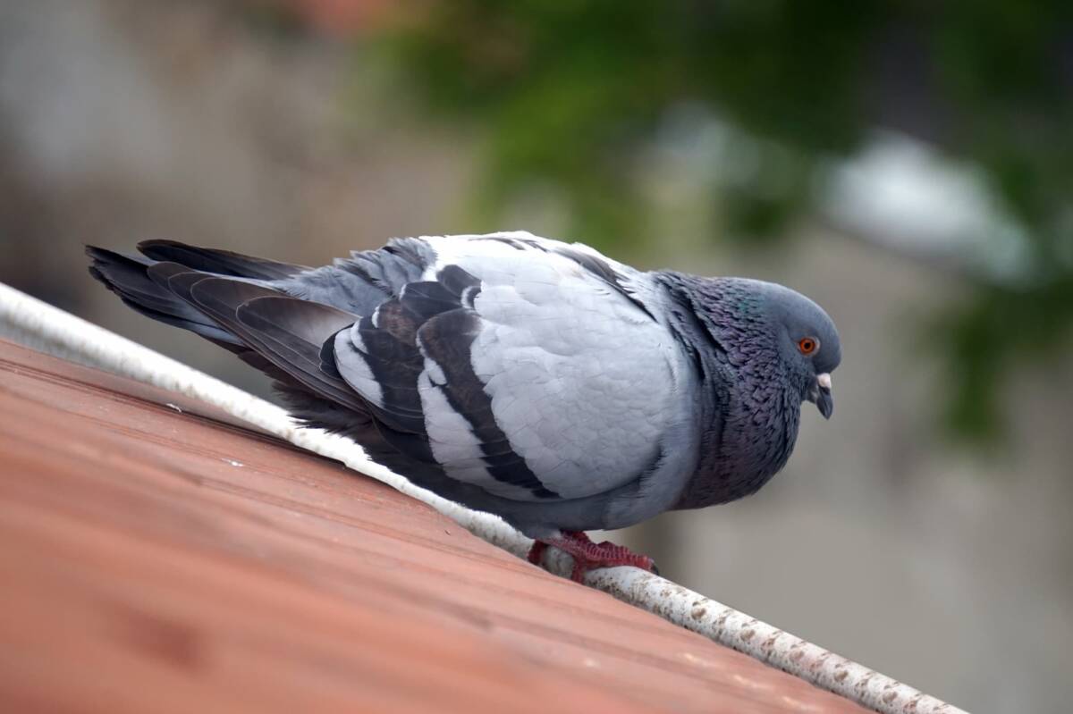 Comment faire fuir les pigeons naturellement ? Belfort