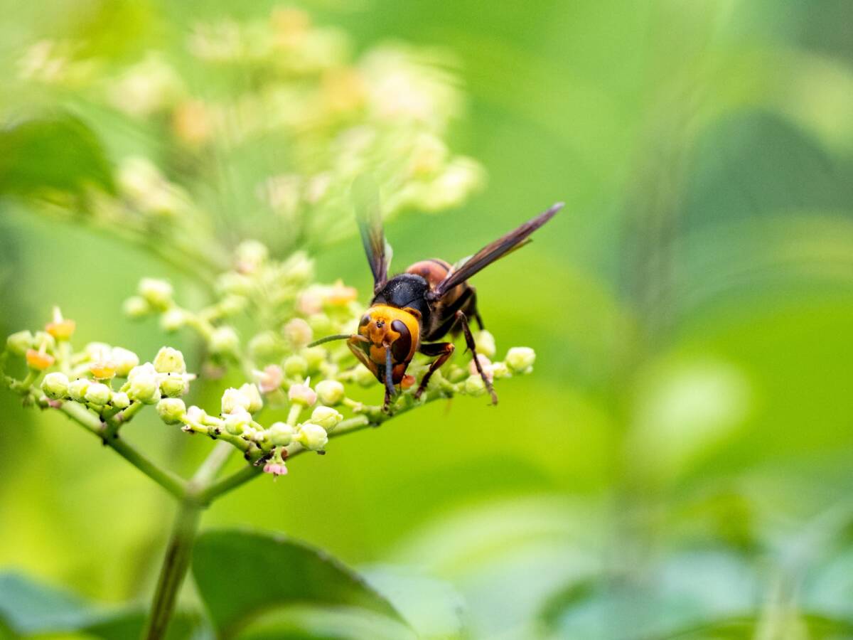 Les frelons sont-ils utiles ou nuisibles dans votre jardin ? Montbéliard 0