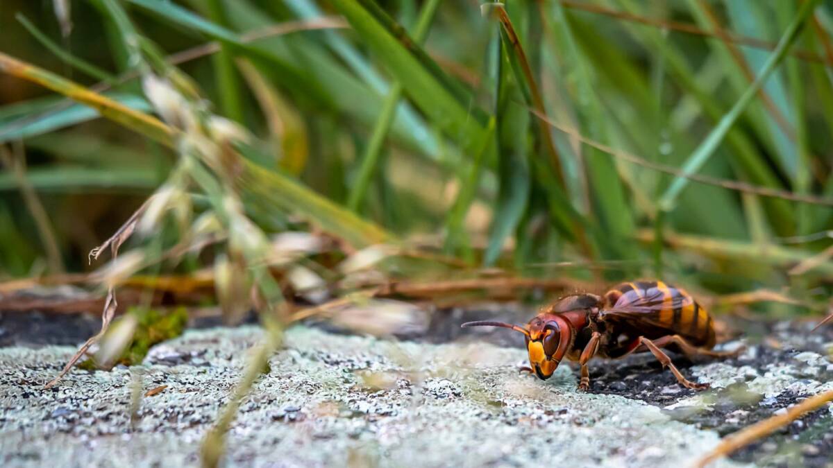 Pourquoi protéger votre jardin des frelons ? Saint-Louis