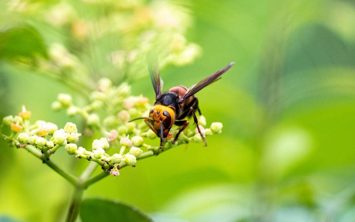 Quelles sont les fleurs qui attirent les frelons dans votre jardin ? Saint-Louis